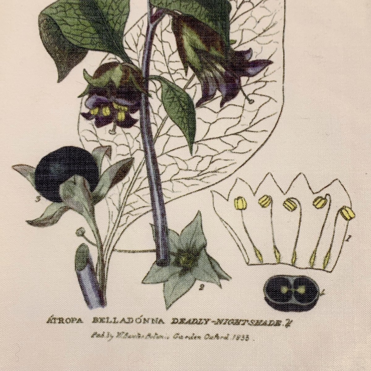 Paul Harnden / ポールハーデン flower Scarf / 総柄 フラワー スカーフ ストール / ユニセックス